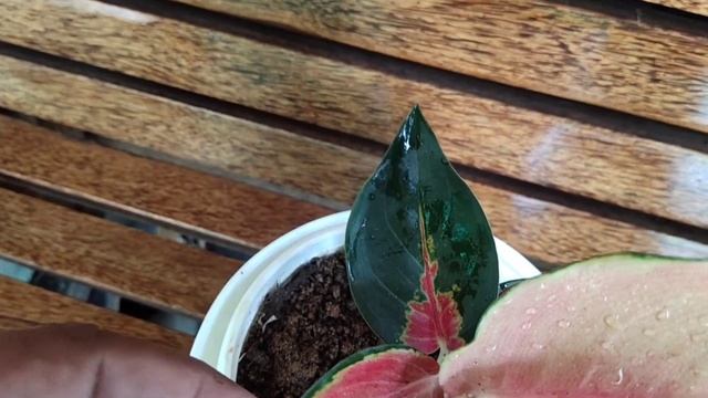 വിലക്കുറവിൽ റെഡ് അഗ്ലോനിമ കോമ്പോ ( Red Variety Aglonima Combo)#garden #offer #aglonima #indoor