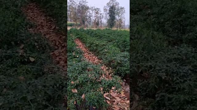 🌶 🌶 🌶 Organic Chillies Farm : Indian Farm | Green Chilli Short | PAPERS | JK Agriculture