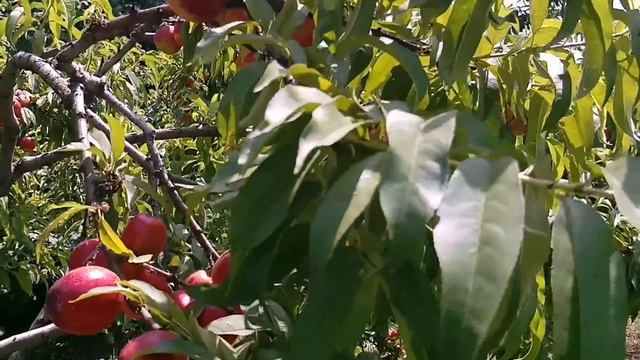 Gozle Baki, Gozle Rossia! Xacmaz Shaftalisi Gelir )