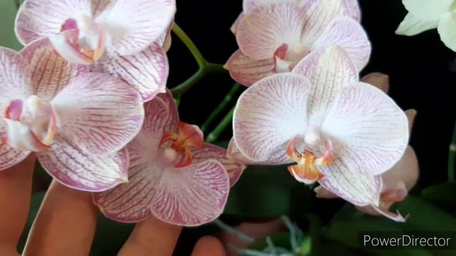 ОРХИДЕИ Цветение 27 мая 2024г.