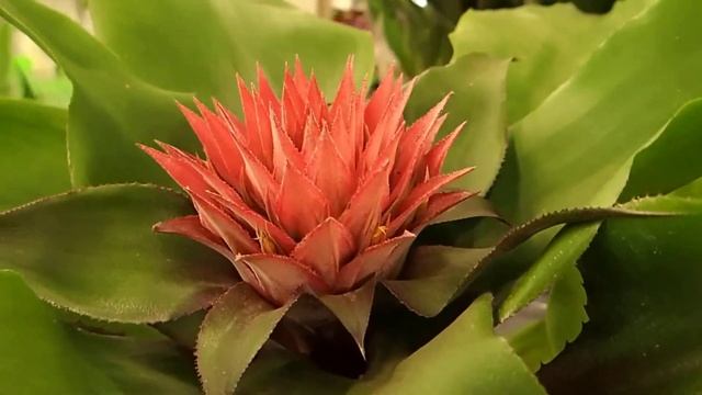 Bromeliad
