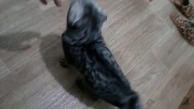 Шотландский кот