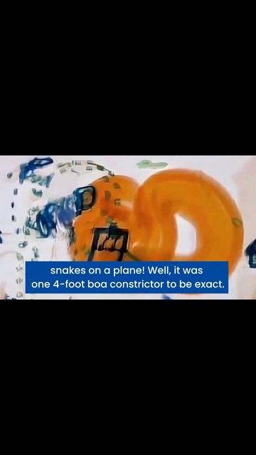 Huge Boa Constrictor Snake Found In Carry On Baggage At Airport #shorts