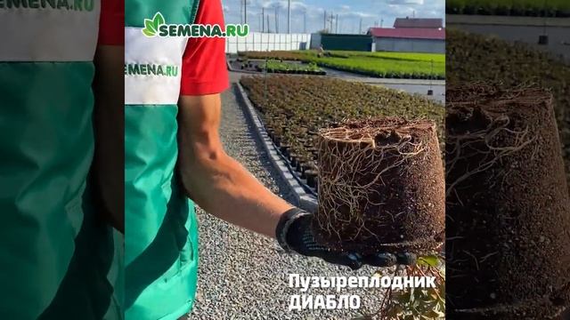 Пузыреплодник Диабло