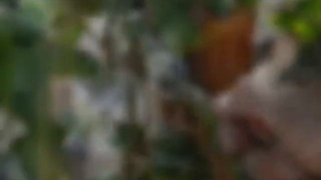 Aanplanten Kant En Klaarhaag Mobilane