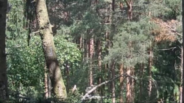 Ko Anna Patrieca Mazais ērglis Clanga Pomarina, Ligzda Eglē, Zemgale, Latvia