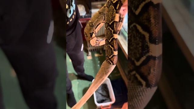 Как линяют змеи 🐍?вот так вот 😊 #змея #животные #питомцы
