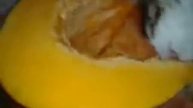 кот ест тыкву