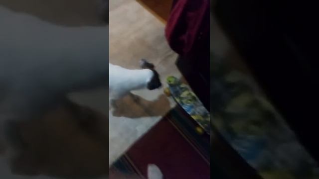 Никулин бегает за мячом