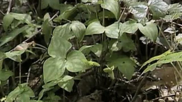 NatureScene - Appalachian Cove, South Carolina - Tour Stop #5