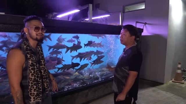 MEGATANK SEGEDE TRONTON DIISI IKAN DEWA TERLENGKAP DI ASIA!! GANI LAUW #AudreyA #KINGOFTHEJUNGLE