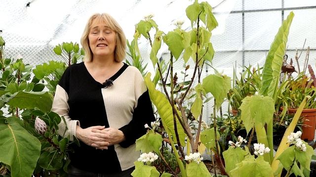 Meconopsis Seed Next Steps & Spending March In Hospital