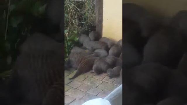 Mongoose In Africa