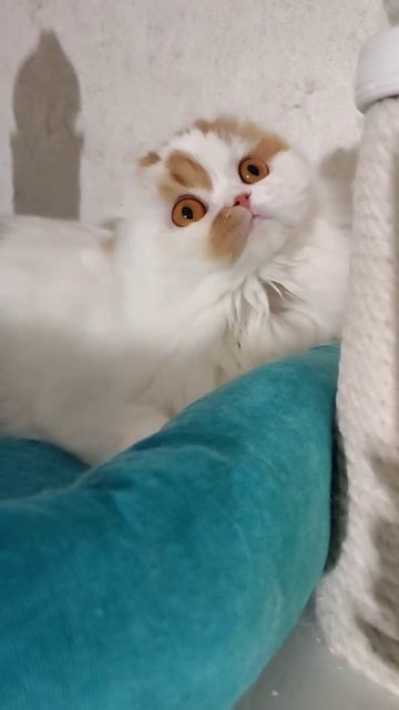 моя любовь💘самая красивая шотландская вислоухая😻Дариночка❤