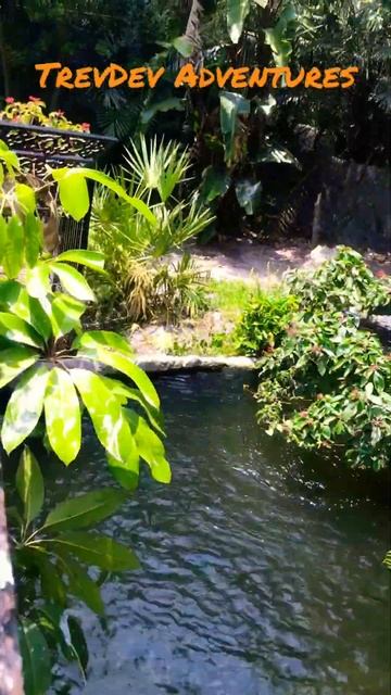 Bauch Gardens | American Alligators 🐊 | AFT 2023 🔥🆙 #travel  #nature #america #florida 🇺🇸