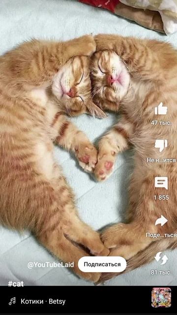 A34cdb80c45c035433fd5dd3317d1ee8