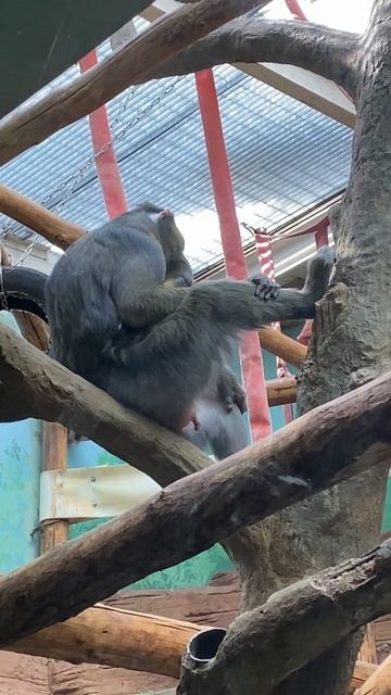 Такого видела))