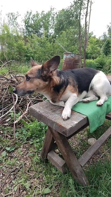 своимируками семейныйканал лето топ стройка собаки pets собака джекрасселтерьер семьярек