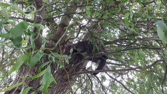 Кот,возомнивший себя белкой