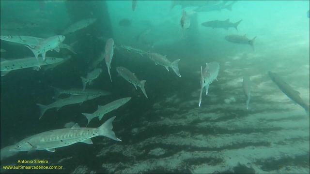 School Of Great Barracuda (Sphyraena Barracuda) Florida, USA By Antonio Silveira.