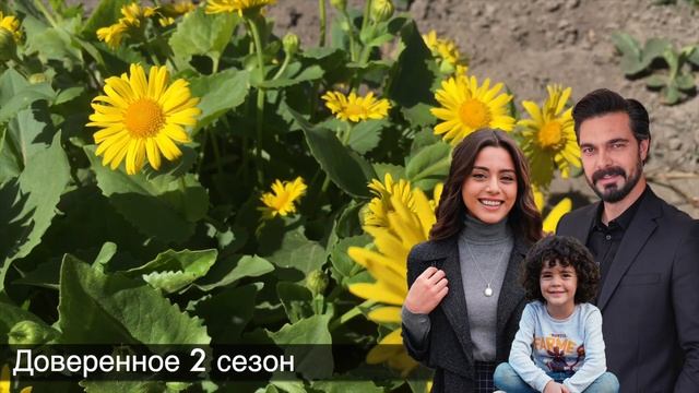 ДОВЕРЕННОЕ 333 серия.Сехер умирает!