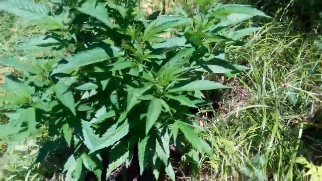 6 серпня 2017 р.