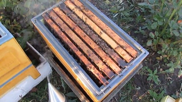 20.09.2023 - отводок пчел с маткой позднего облета