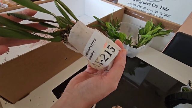 Orchideen Von Ecuagenera Teil 3    Орхидеи от Ecuagenera часть 3