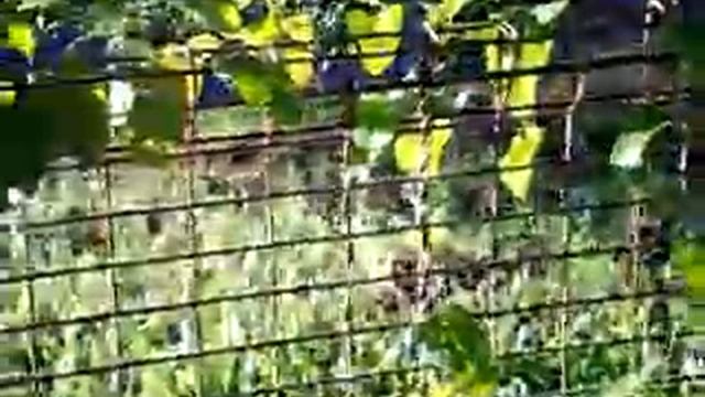 Birdwing Laying 10.MP4