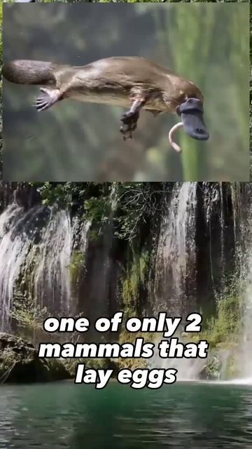 5 Strangest And Most Unusual Animals You Won't Believe Exist