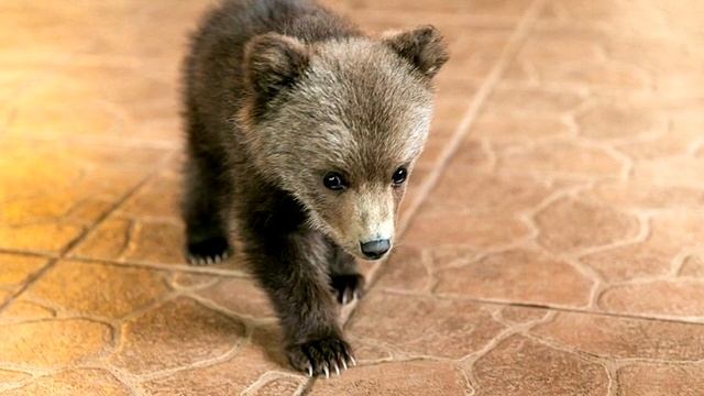 Фермер спас маленького медвежонка от голода и стал его воспитывать!