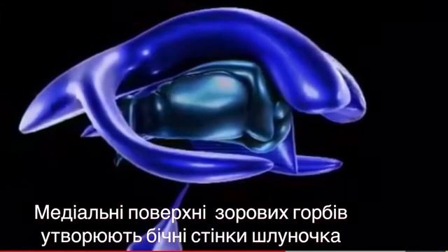 Проміжний мозок. ЗD анімація