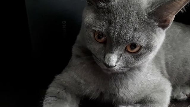 КОТ не понял Что вы хотите от меня