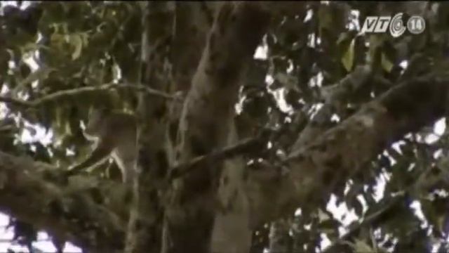 VTC14_Đồng Nai đề Nghị Rút Hồ Sơ đề Cử Di Sản Quốc Tế Với VQG Cát Tiên_18.06.2013