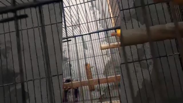 Fischer's Lovebirds Breeding Pair