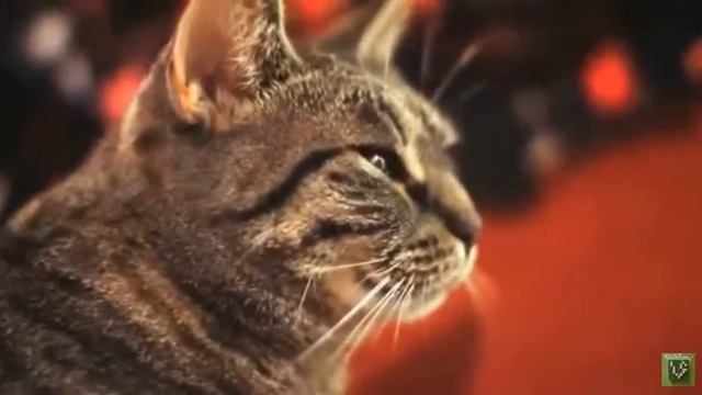 Перевернутый Иерофант