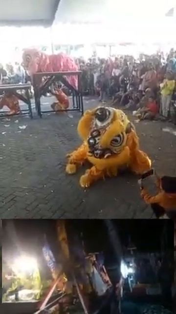 JUARA REKOR MURI LODHO AYAM INGKUNG 1029 EKOR TERBANYAK PERTAMA DI INDONESIA