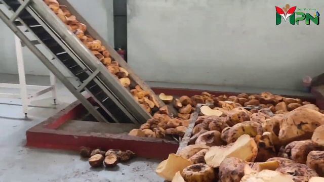 Rumah Produksi PT. Mitra Porang Nusantara