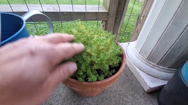 Wow, Look At Those Succulents!