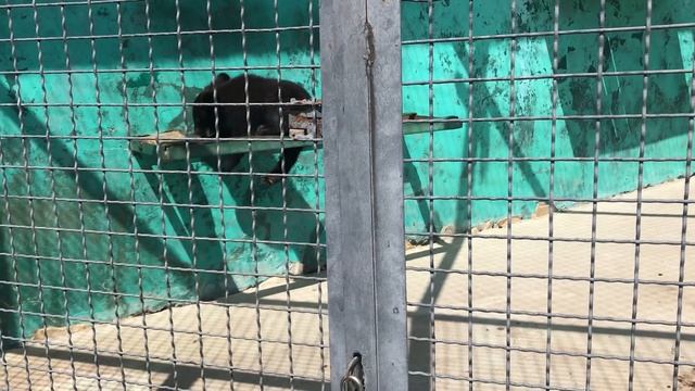 Медвежонок Умка любит порезвиться!