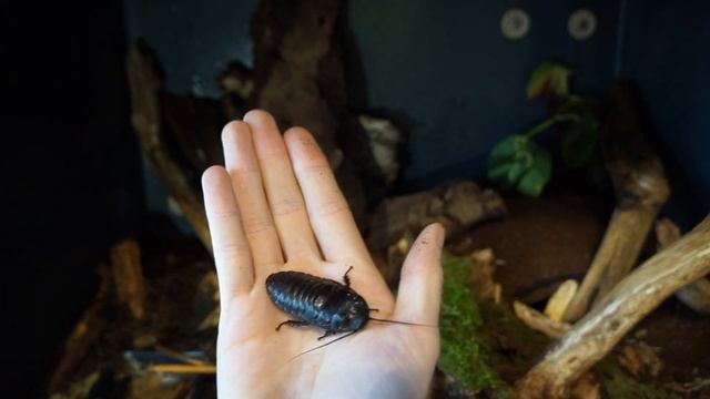 Millipede Rehouse And Communal