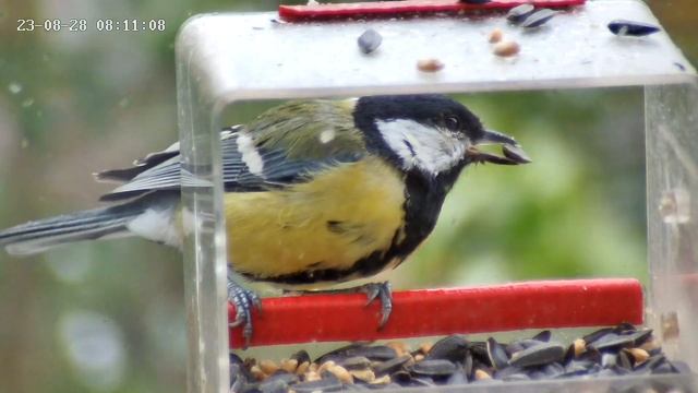 Быстрые Синички