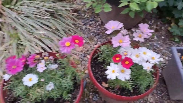 Tidying Up Our Patio, Spring In Oregon, USA, Приводим в порядок наш патио, Ландыши готовы расцвести