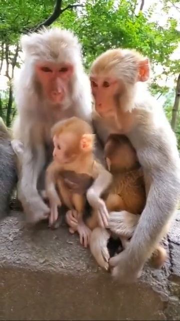 Monkey Animals SOO Cute! AWW Cute Baby Animals Videos Compilation CUTEST Moment Of The Animals #355