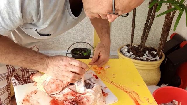 Aula De Anatomia Do Galo!!!