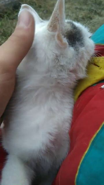 кошка Маша