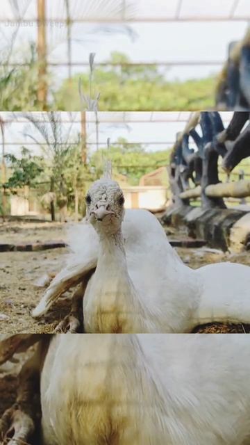 The Most Beautiful White Peacock 102 | Jambu Dweep