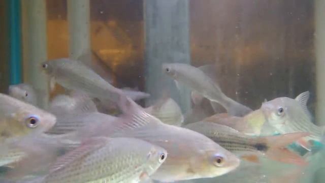 12cm Bony Lipped Barb