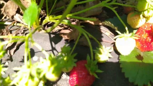 Клубника Ариана обзор и дегустация