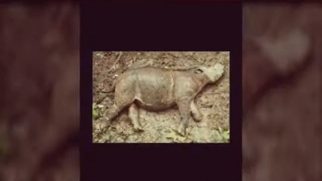 Топ 9 редких зверей